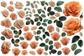 LaBlanche Single Roses A4 Rice Paper